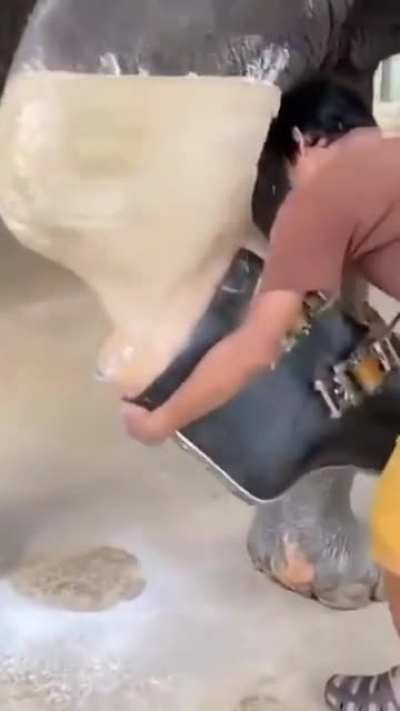 Bilinç altımı sikeyim, ilk izlediğimde filin yarrağına kondom takılıyor sandım aq :D...
