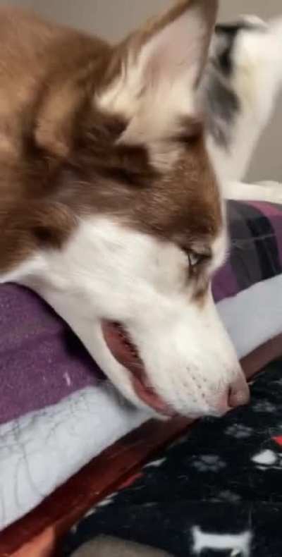Gets all tantrumy when asked to go for a walk