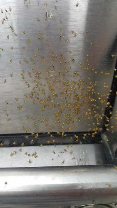 Look at all the cute baby spiders that hatched on my grill!
