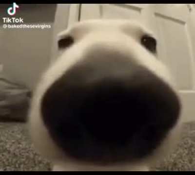 Dog go *SNIFFFFFF*