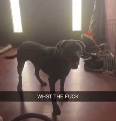 When the owner is sus 😳😳😳