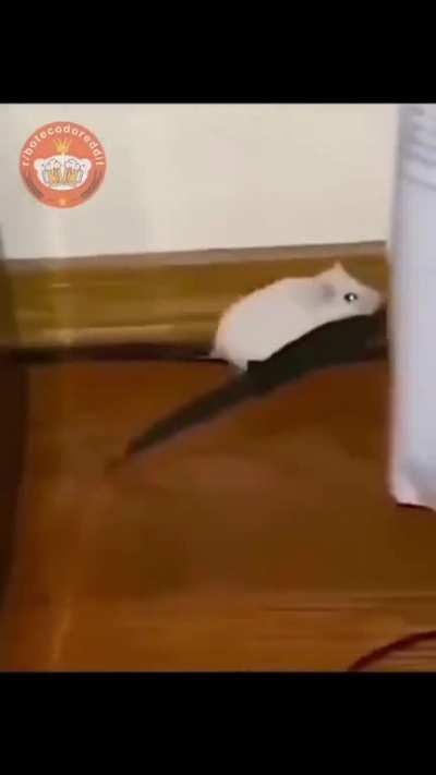 🐭 🐈