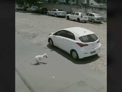 Woman leaves amputated dog in the street [TRIGGER WARNING]