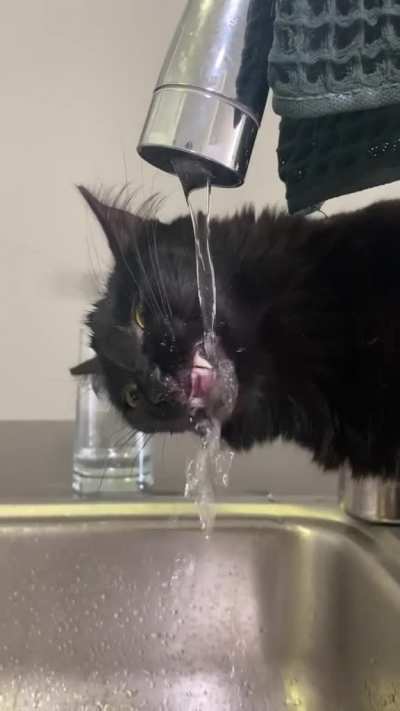 Adorable goofball drinking out of the water faucet aggressively