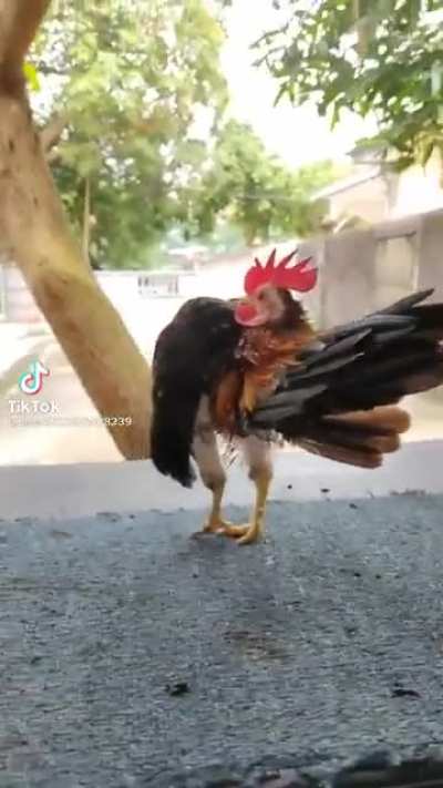 Kaslı ve götten bacaklı horozz
