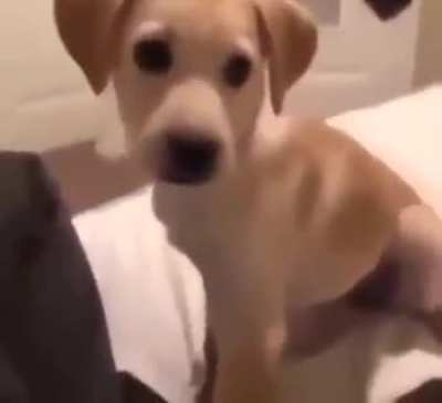 annoying back the pupper