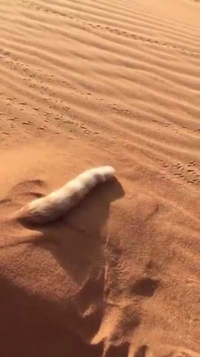 Flauschiger Wurm