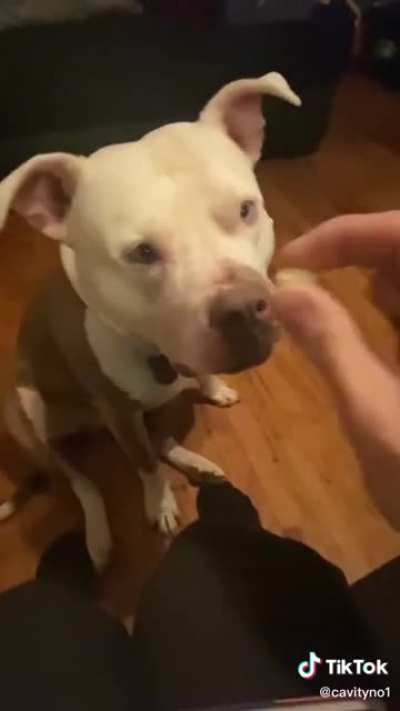 Dogs aren’t supposed to eat Jelly Beans