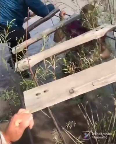 HMB while I save this guy from getting wet