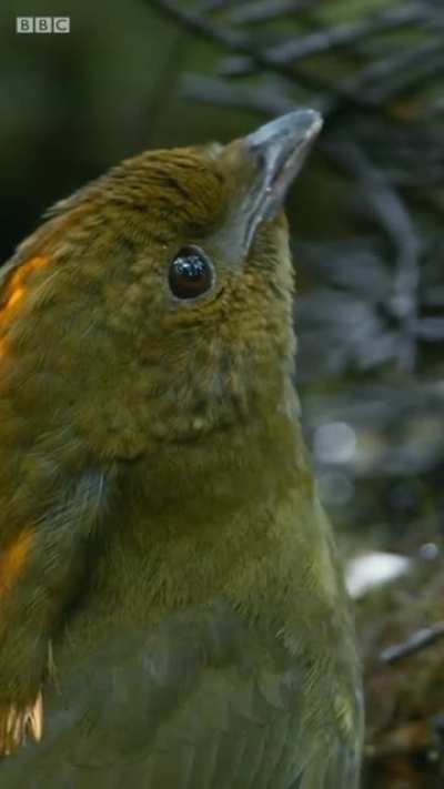 Impressive mimicry