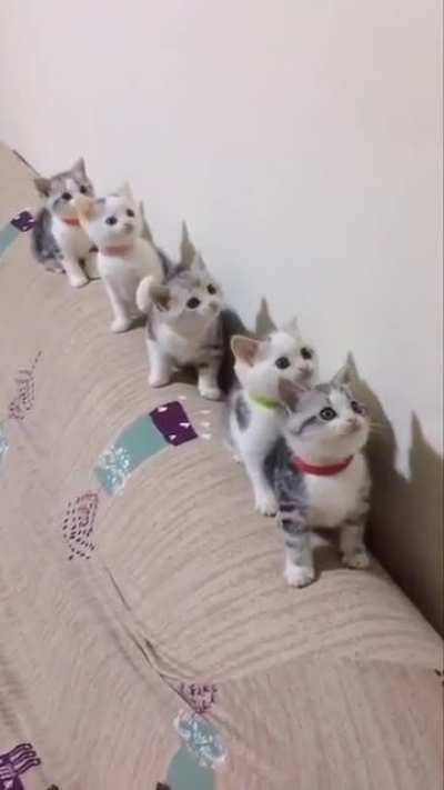 Smol Squad
