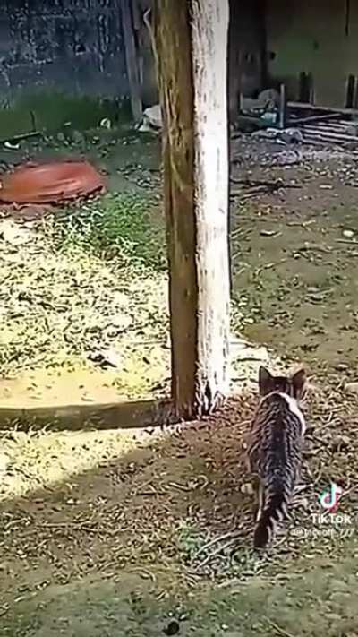 Being stalked