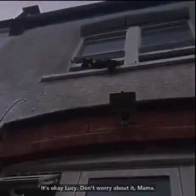 the most brooklyn reaction to this weirdo cat