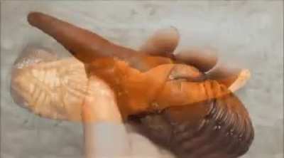 The metamorphosis of a Hercules Beetle.