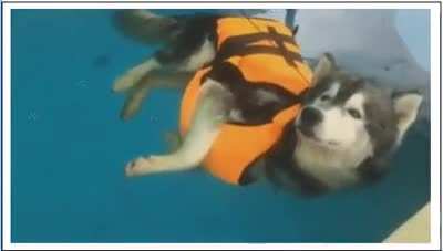 To teach Husky how to swim.