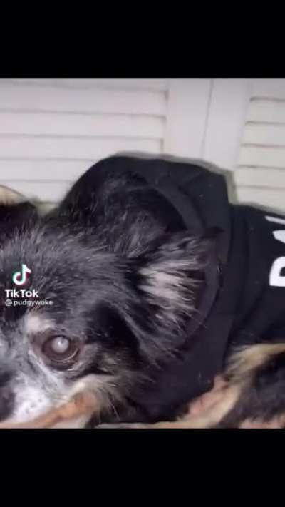 What a cute dog