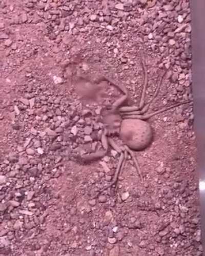 To hide from human