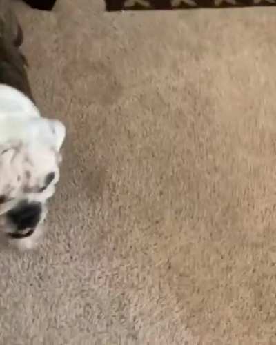 i was just trying to record a video of him chasing the ball