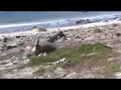 My Seal People Need Me
