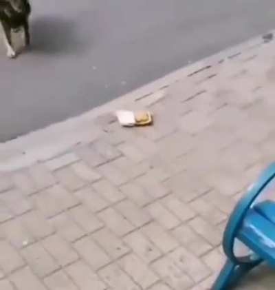 Giving McNuggets To A Hungry Stray Dog