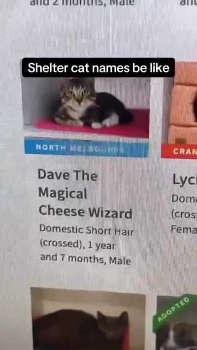 A good Cat