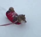 Legless in popcorn snow (sound on)