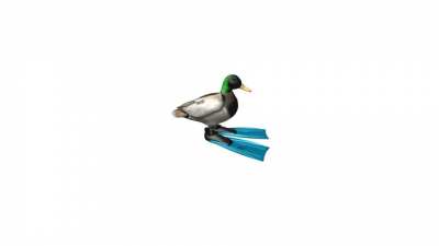 duck