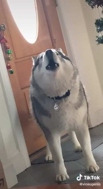 Every husky on TikTok is going through a severe emotional crisis