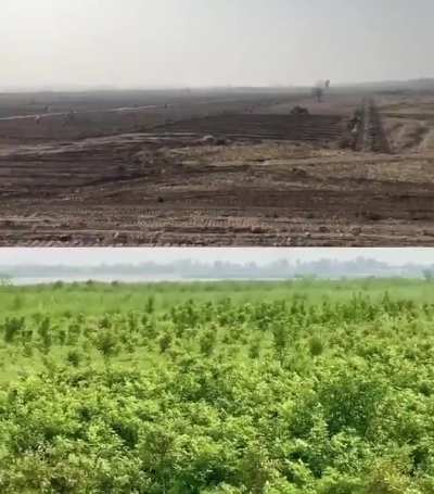 Tree plantation after one year in Pakistan under 10BillionTreeTsunami Project