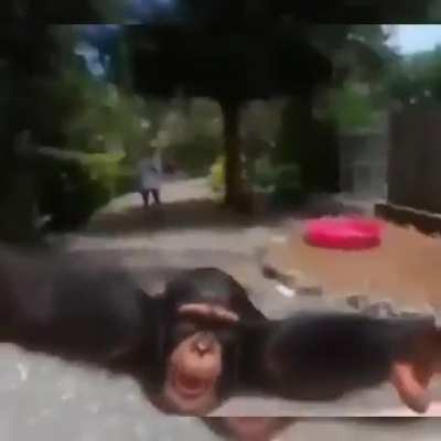Monke best friend