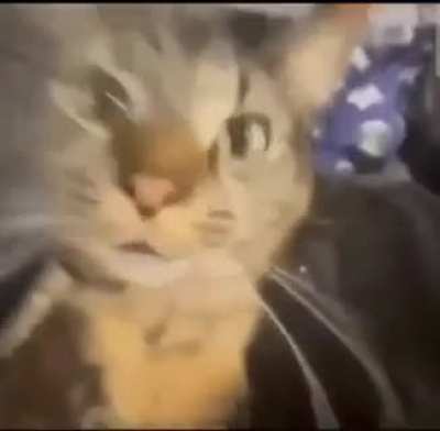 Polish cat