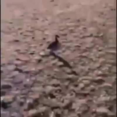 Pato 👍