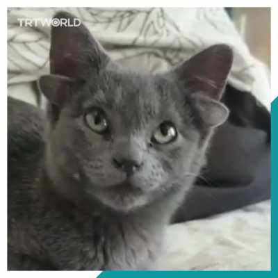 Meet Midas, the cat with four ears