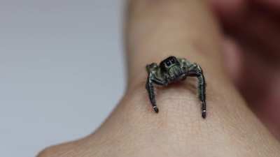 This is my male hyllus diardi!!