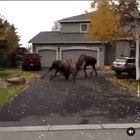 “This is some fuckin National Geographic shit