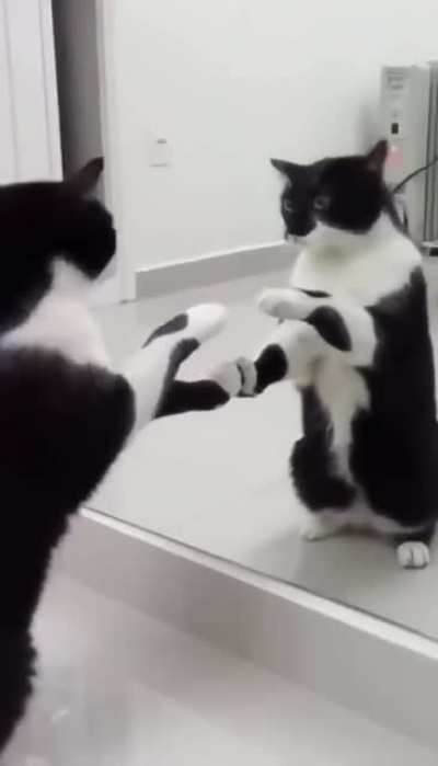 Looking at its reflection
