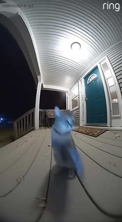 Gimme the catnip.