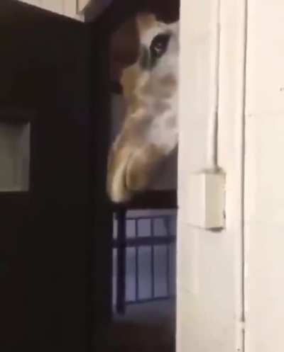Giraffe 