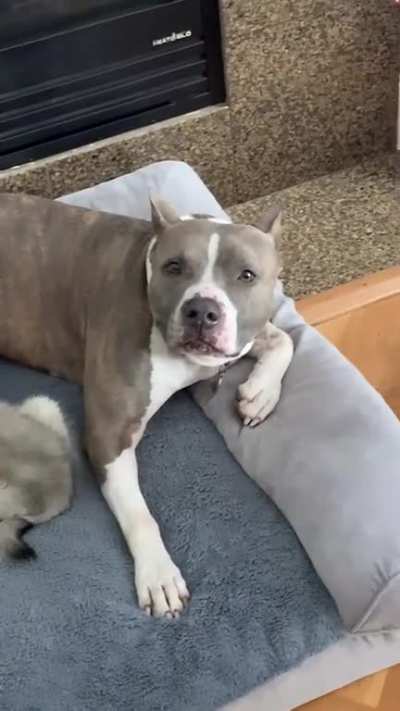 When my new puppy kept trying to nurse from my spayed, never bred 8 year old dog