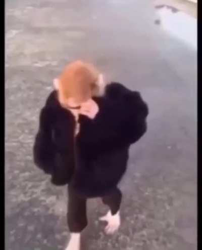 blursed_pimp_monkey