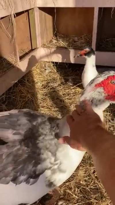 Duck duck AAAHHHHHH