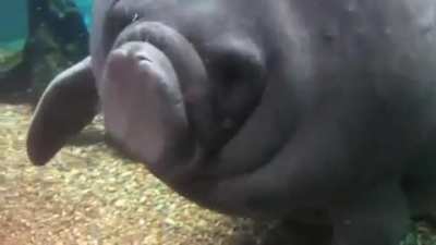 Seacow fail