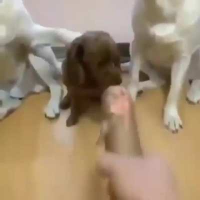 Cachorros x9
