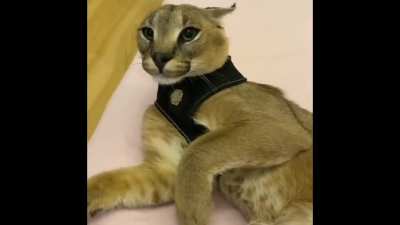 Where’s the damn Arpeggi?