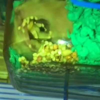 i think we overlook the fact that hamsters do this