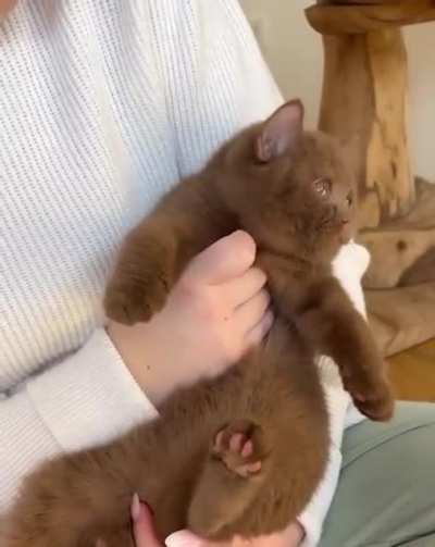 Cute cat