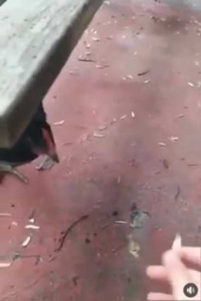 Yavaş yavaş, tüm reddite