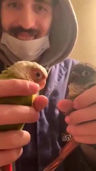 Kiwi is very happy to meet her future husband