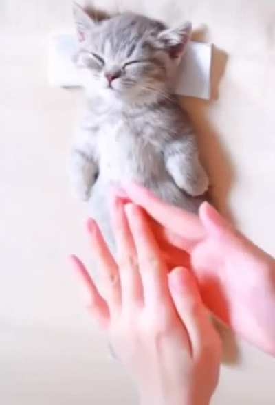 Lil kitty getting a massage｡◕‿◕｡