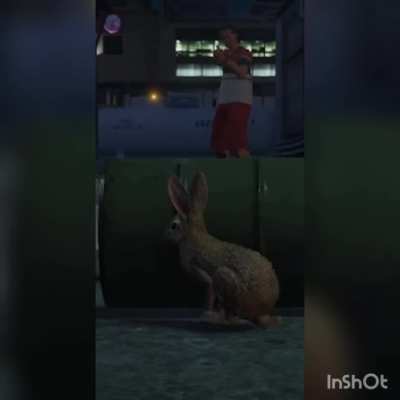 Bunny hungary